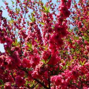 Pêcher Reine des Vergers en pleine floraison printanière, avec des fleurs rose délicates annonçant une future récolte abondante de fruits savoureux.
