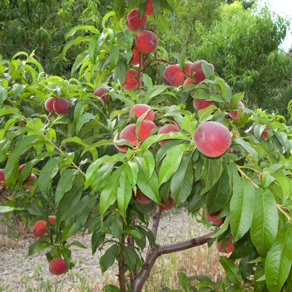 Pêcher Sanguine planté dans un sol bien drainé, produisant des fruits sucrés et intensément colorés.
