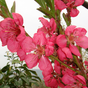 Pêcher Sanguine en pleine floraison printanière, avec des fleurs roses délicates annonçant une récolte riche en fruits savoureux et colorés.
