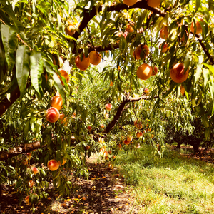 Pêcher de Vigne Blanche planté dans un sol fertile, produisant une abondance de fruits à peau claire