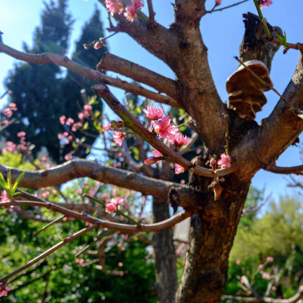 Pêcher de Vigne Blanche en pleine floraison printanière, annonçant une récolte exceptionnelle de pêches sucrées