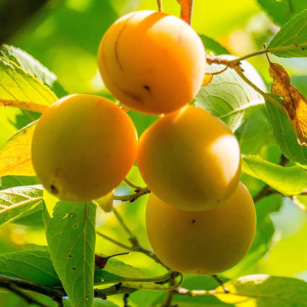 Pêches de Vigne Jaune bien mûres sur un arbre dans un verger ensoleillé