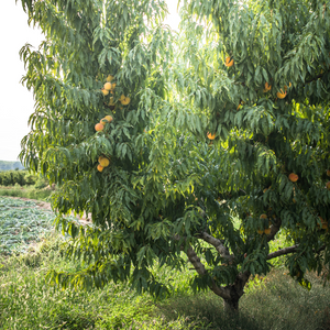 Pêcher de Vigne Jaune planté dans un jardin au sol fertile, produisant une abondance de fruits à peau dorée