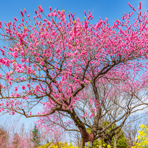 Pêcher de Vigne Jaune en pleine floraison rose printanière, annonçant une récolte exceptionnelle de pêches sucrées