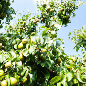 Poirier Abate Fetel planté dans un sol fertile, produisant une abondance de fruits sucrés et juteux à la forme caractéristique.
