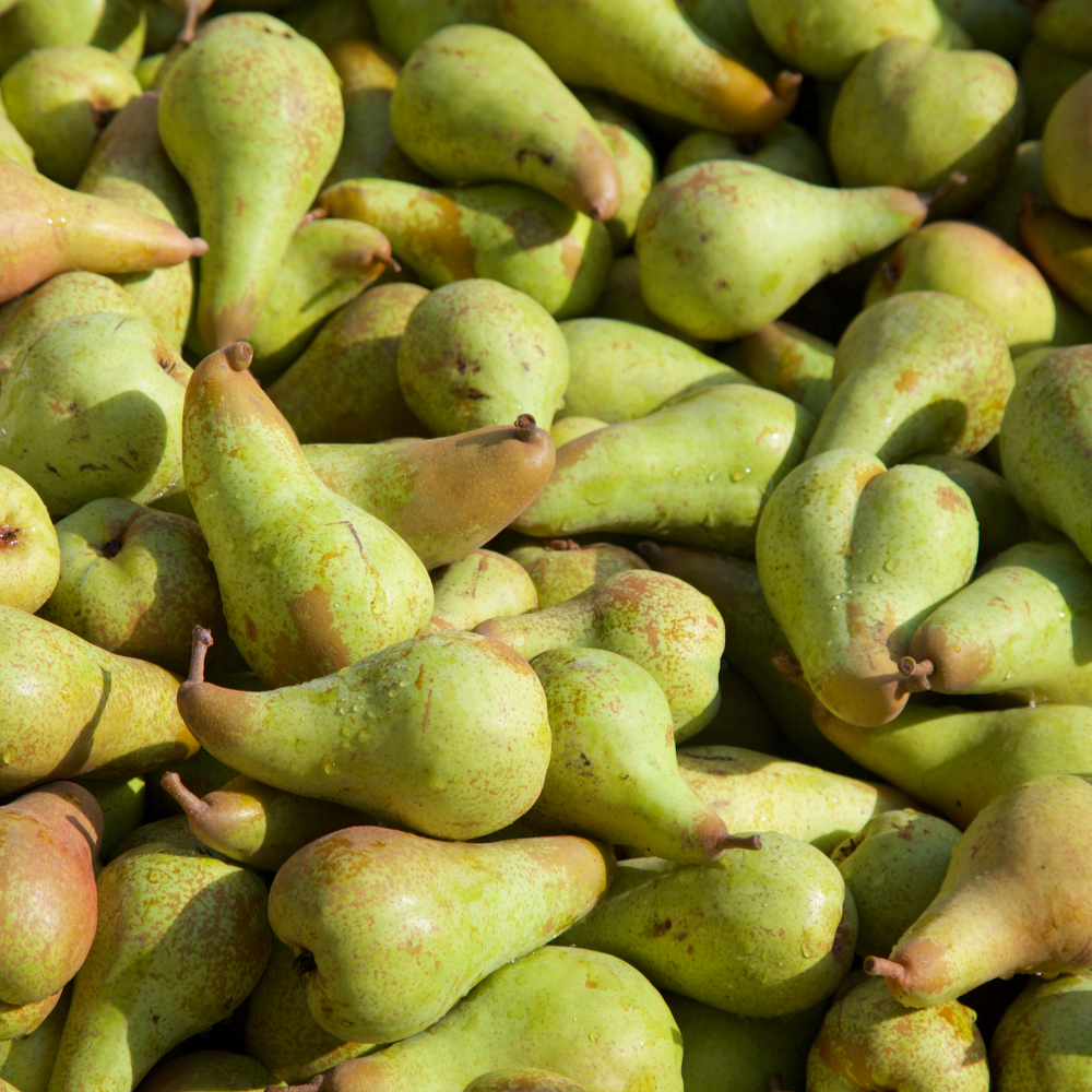 Récolte généreuse de poires Abate Fetel, parfaites pour des desserts gourmands, des salades de fruits et des confitures.
