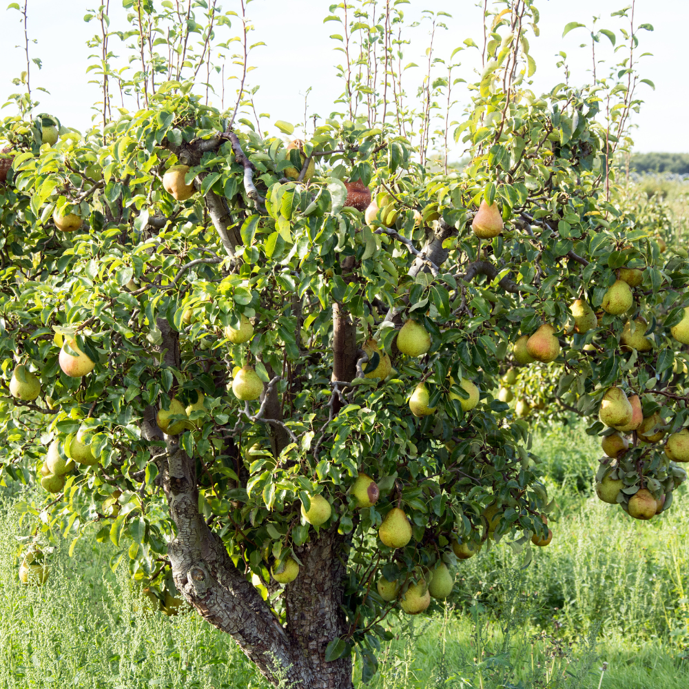 Poirier Beurré Hardy planté dans un sol fertile, produisant des fruits juteux et parfumés avec une chair fondante et sucrée.