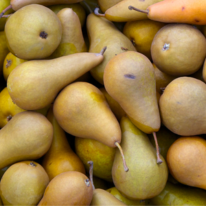 Récolte généreuse de poires Beurré Hardy, parfaites pour des desserts raffinés, des salades de fruits ou des confitures.