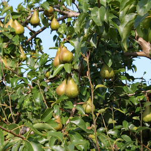 Poirier Conférence planté dans un sol fertile, produisant des fruits sucrés et juteux avec une chair fondante.
