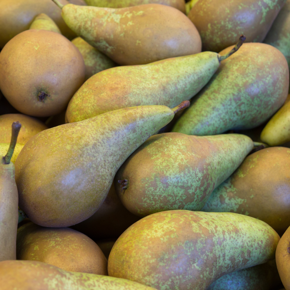 Récolte généreuse de poires Conférence, parfaites pour des desserts, salades de fruits ou des compotes.
