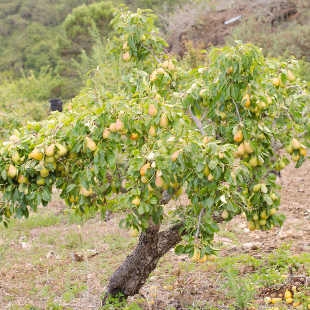 Poirier Doyenné du Comice planté dans un sol fertile, produisant des fruits sucrés et juteux avec une chair fondante et parfumée.