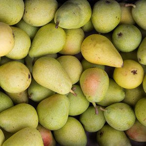 Récolte généreuse de poires Doyenné du Comice, parfaites pour des desserts gourmands, des salades de fruits ou des confitures maison.
