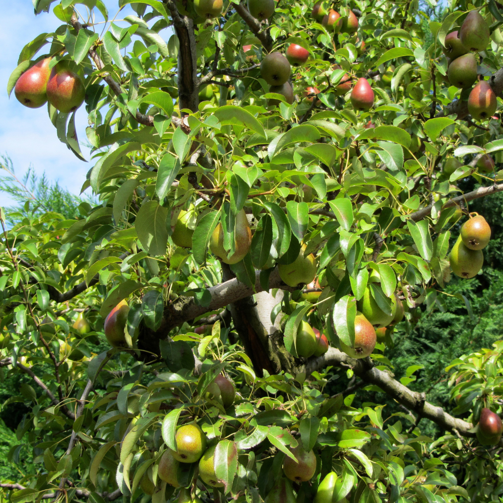 Poirier Louise Bonne planté dans un sol fertile, produisant des fruits sucrés avec une légère touche acidulée.
