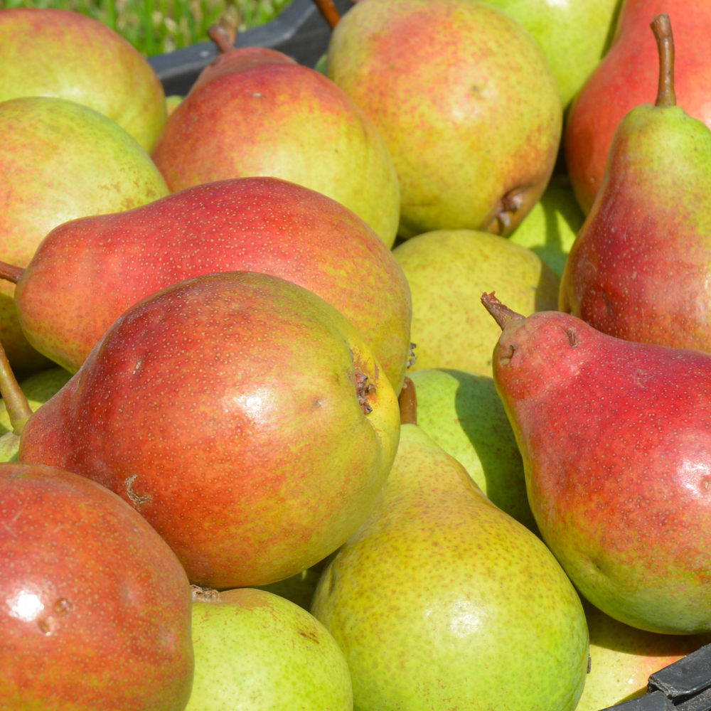 Récolte généreuse de poires Louise Bonne, idéales pour des desserts raffinés, des salades de fruits et des confitures maison.
