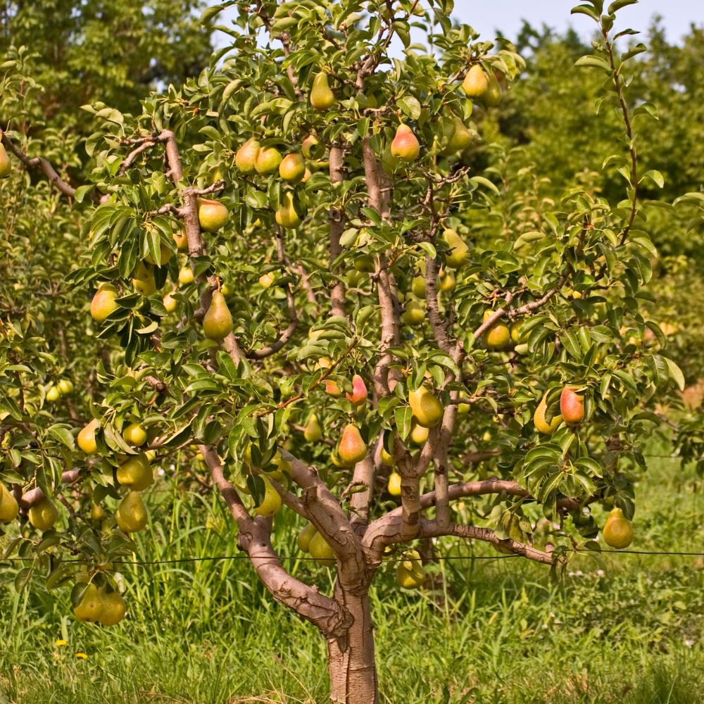 Poirier Williams planté dans un sol fertile, produisant des fruits sucrés à la chair fondante et délicatement parfumée.
