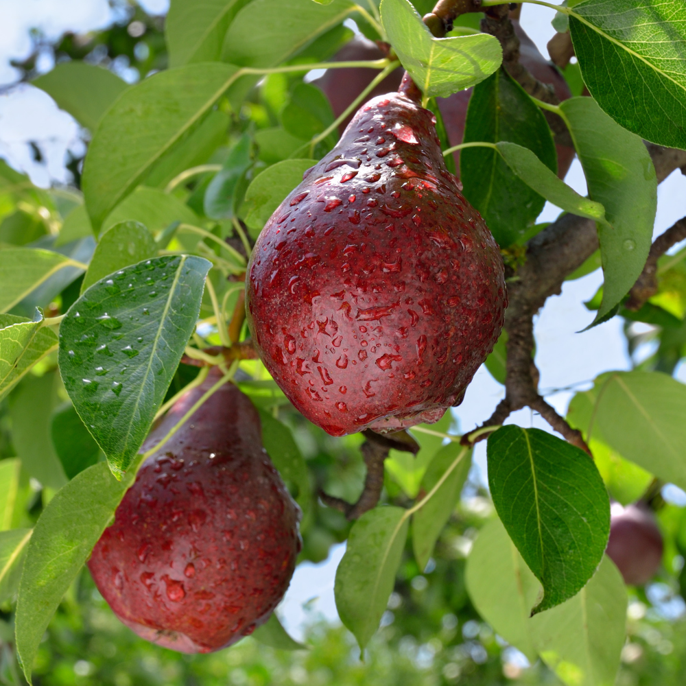 Poires Williams Rouge bien mûres, à la peau rouge vif et juteuse, prêtes à être cueillies dans un verger ensoleillé.
