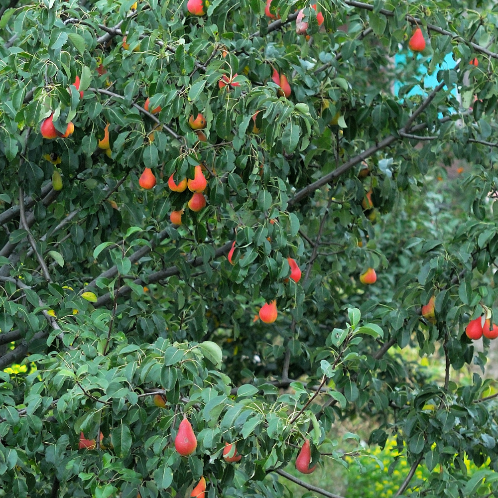 Poirier Williams Rouge planté dans un sol fertile, produisant des fruits sucrés à la chair fondante et aromatique.
