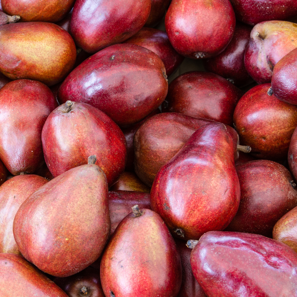 Récolte généreuse de poires Williams Rouge, idéales pour des desserts, salades de fruits ou compotes maison.
