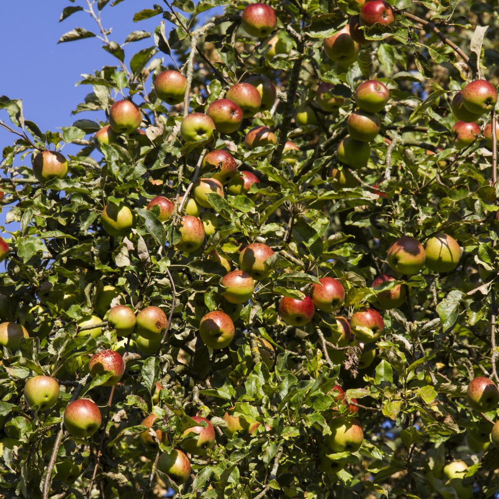 Pommier Belle de Boskoop planté dans un sol fertile, produisant des fruits acidulés et croquants, parfaits pour une consommation fraîche ou cuite.
