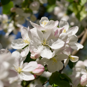 Pommier Belle de Boskoop en pleine floraison printanière, annonçant une récolte de pommes riches en saveurs et en textures.
