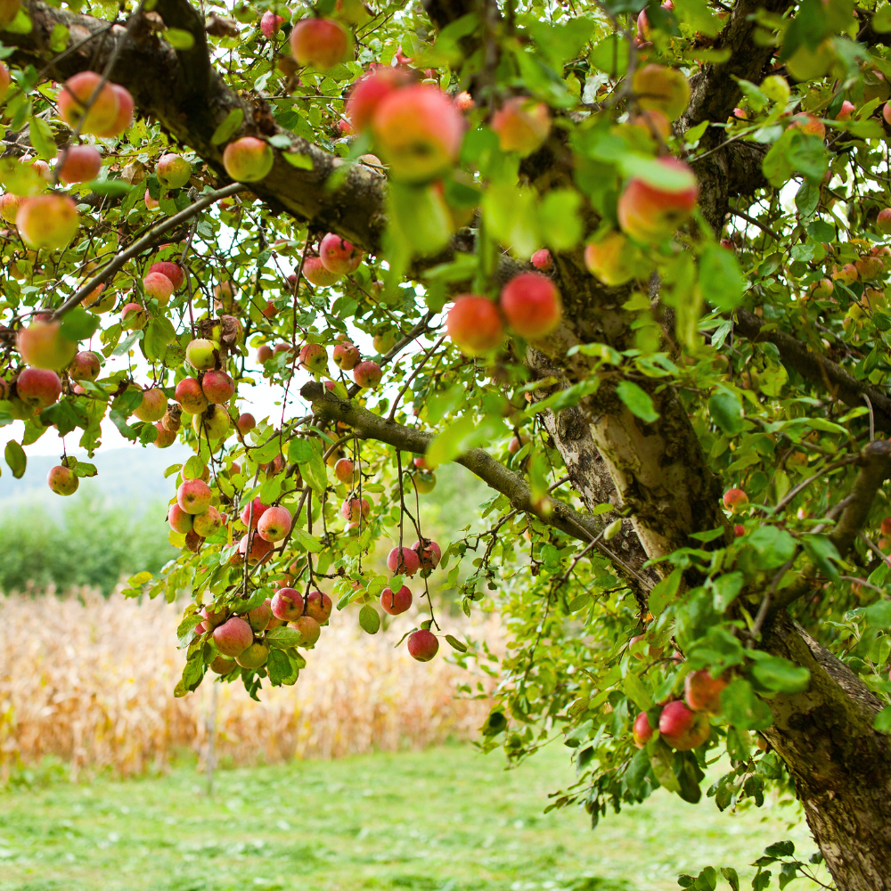 Pommier Boskoop Rouge planté dans un sol fertile, produisant des fruits acidulés et croquants, parfaits pour une consommation fraîche ou cuite.
