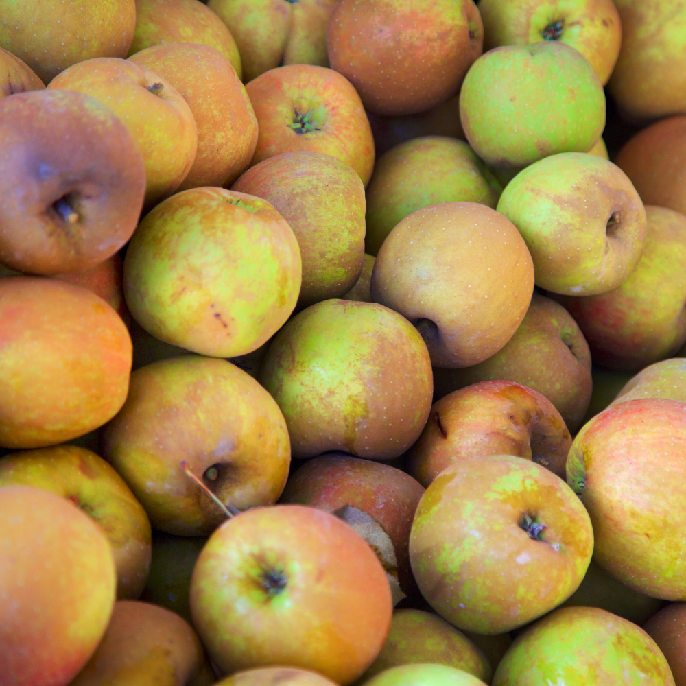 Récolte généreuse de pommes Boskoop Rouge, idéales pour des tartes, compotes et autres desserts gourmands.
