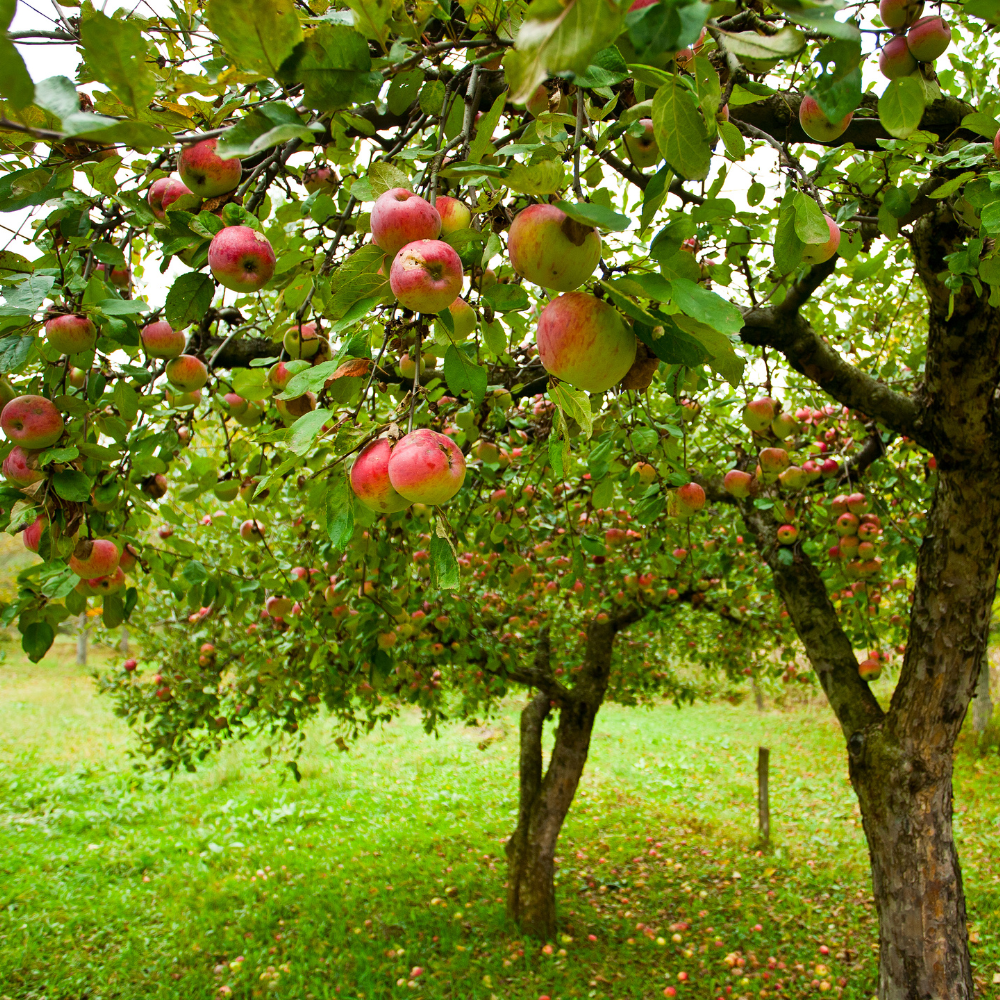 Pommier Cox's Orange Pippin planté dans un sol fertile, produisant des fruits sucrés et légèrement acidulés, parfaits pour la consommation fraîche.
