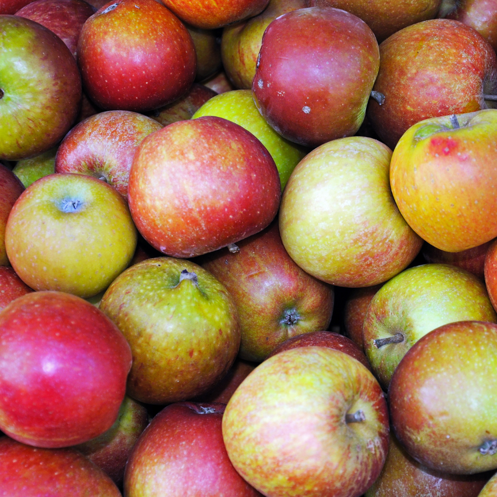 Récolte généreuse de pommes Cox's Orange Pippin, idéales pour des tartes, compotes et salades de fruits.
