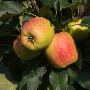 Pommes Elstar bien mûres, avec leur peau rouge et jaune, prêtes à être cueillies dans un verger ensoleillé.
