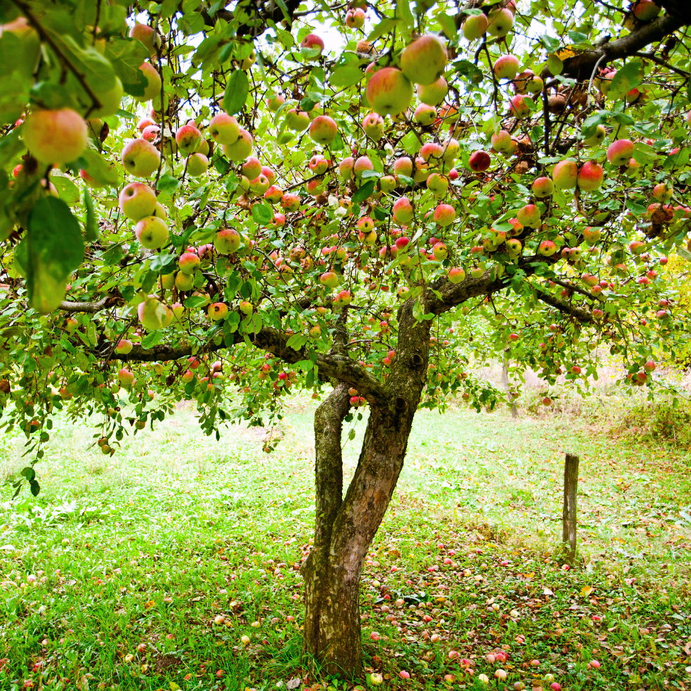 Pommier Elstar planté dans un sol fertile, produisant des fruits sucrés et légèrement acidulés, parfaits pour la consommation fraîche.