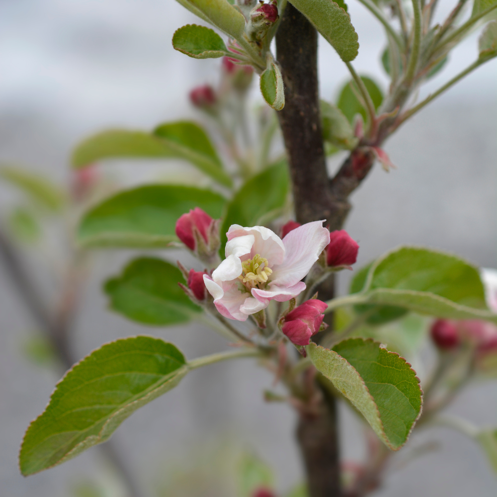 Pommier Elstar en pleine floraison printanière, annonçant une future récolte de pommes juteuses et croquantes.
