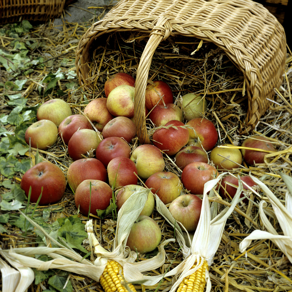 Récolte généreuse de pommes Fuji, idéales pour des tartes, compotes et collations saines.
