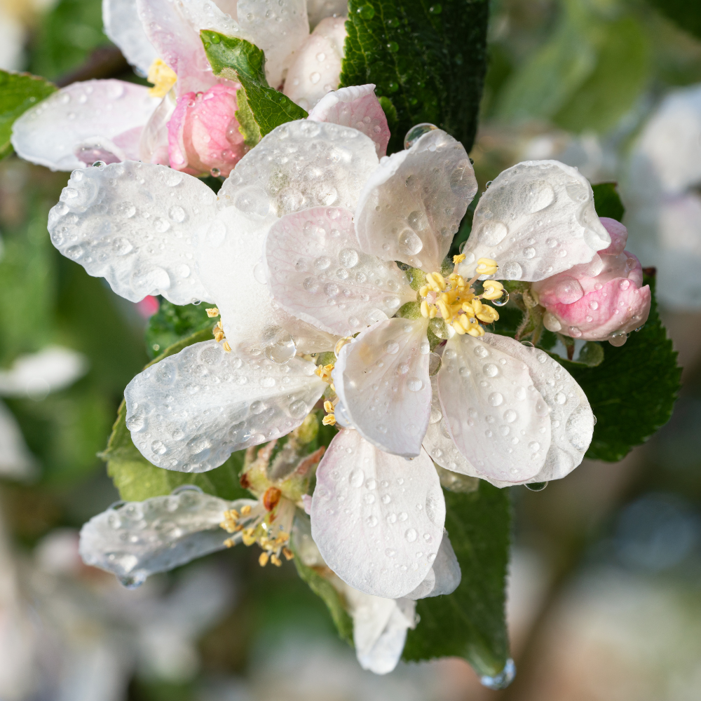 Pommier Fuji en pleine floraison printanière, annonçant une future récolte de pommes juteuses et croquantes.
