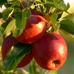 Pommes Gala bien mûres, avec leur peau rouge vif, prêtes à être cueillies dans un verger ensoleillé.
