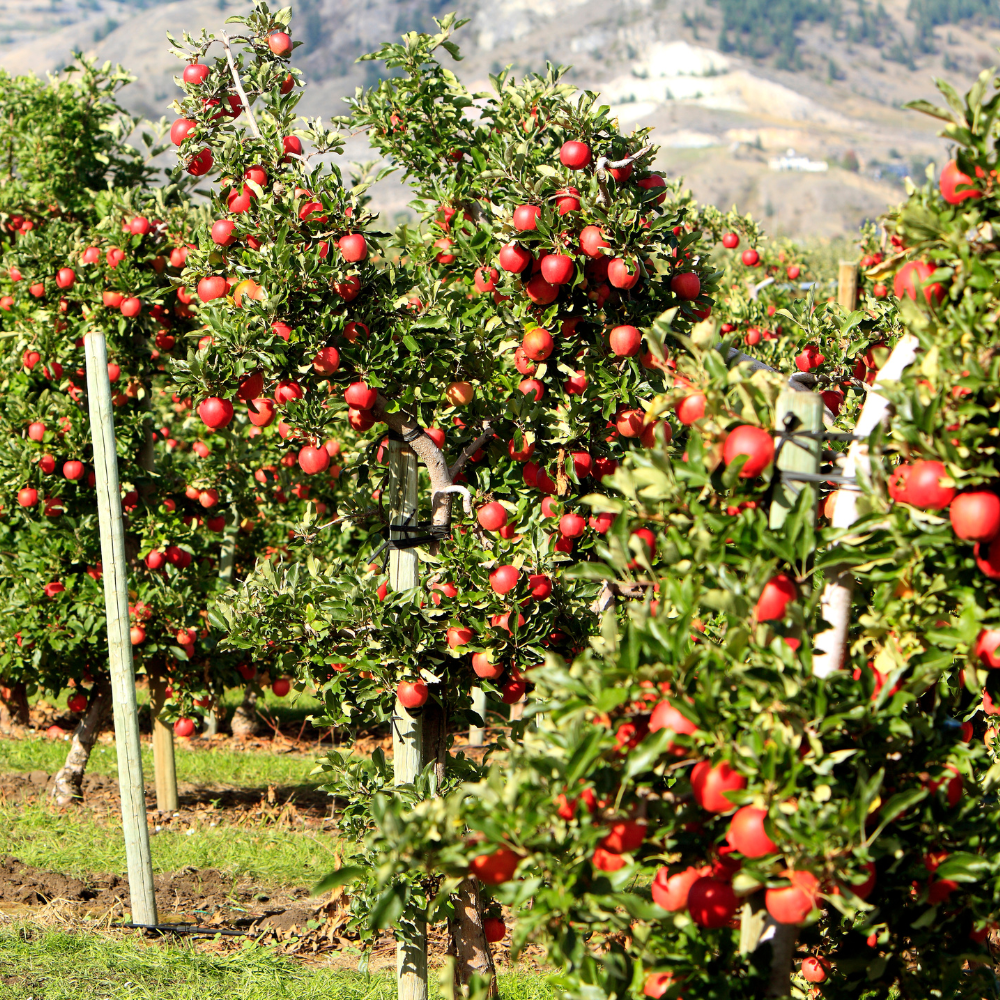 Pommier Gala planté dans un sol fertile, produisant des fruits sucrés et croquants, parfaits pour une consommation fraîche.
