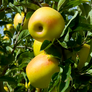 Pommes Golden Delicious bien mûres, à la peau jaune dorée, prêtes à être cueillies dans un verger ensoleillé.
