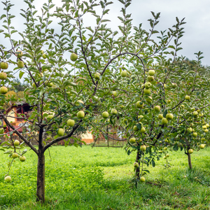 Pommier Golden Delicious planté dans un sol fertile, produisant des fruits sucrés et légèrement acidulés, parfaits pour une consommation fraîche.
