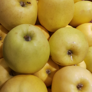 Récolte généreuse de pommes Golden Delicious, idéales pour des tartes, compotes et salades de fruits.
