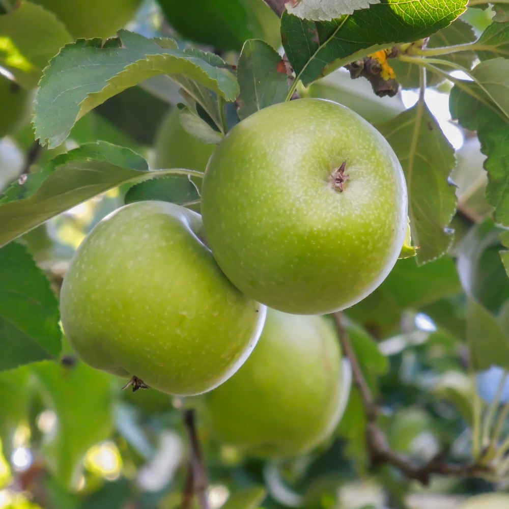 Pommes Granny Smith bien mûres, à la peau verte éclatante, prêtes à être cueillies dans un verger ensoleillé.