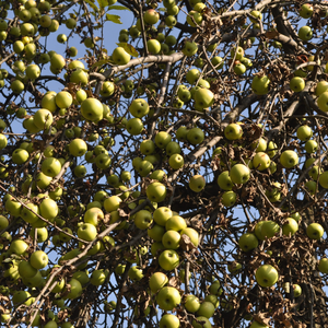 Pommier Granny Smith planté dans un sol fertile, produisant des fruits croquants et acidulés, parfaits pour une consommation fraîche.
