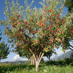 Pommier Jonagold planté dans un sol fertile, produisant des fruits sucrés et légèrement acidulés, parfaits pour la consommation fraîche.
