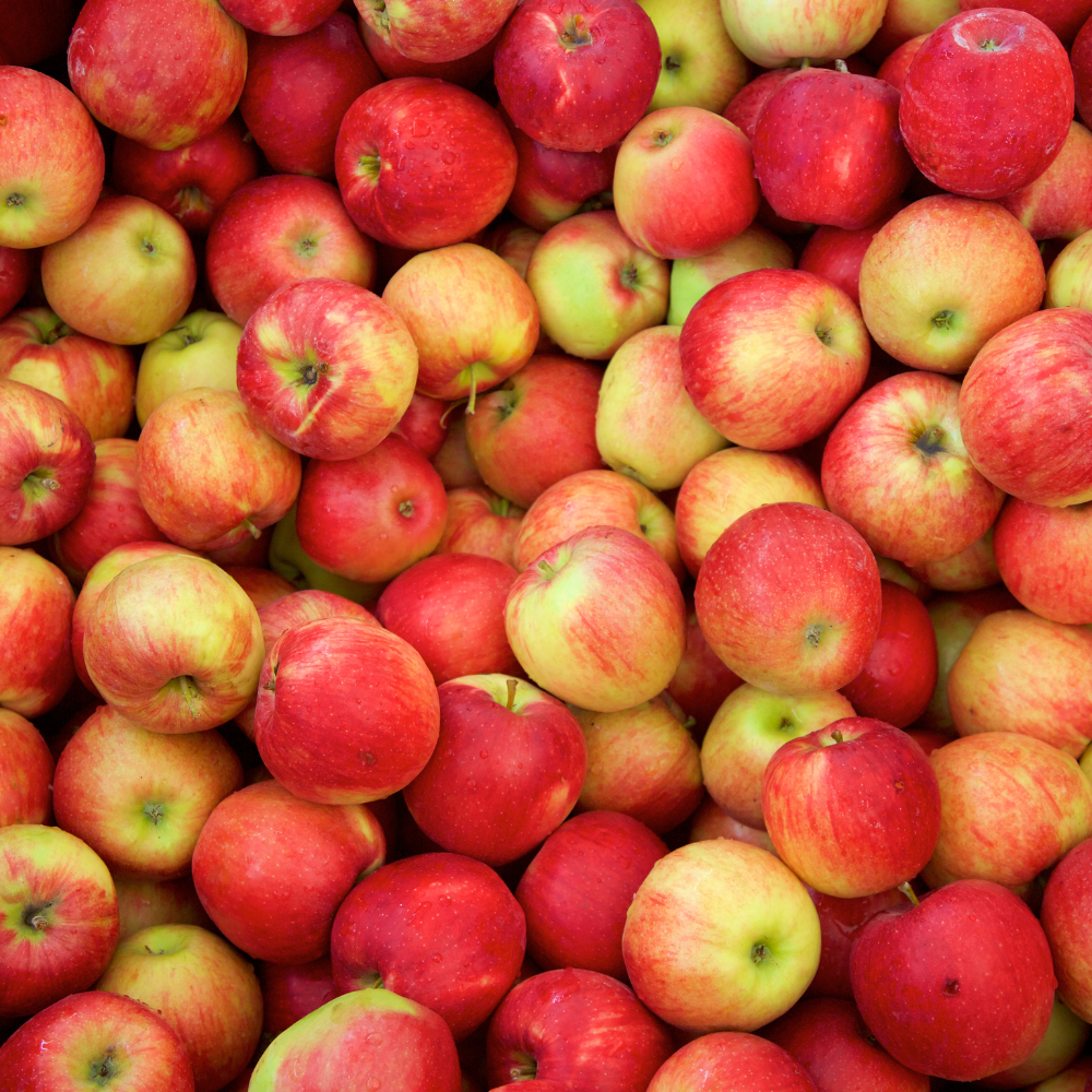 Récolte généreuse de pommes Jonagold, idéales pour des tartes, compotes et salades de fruits.