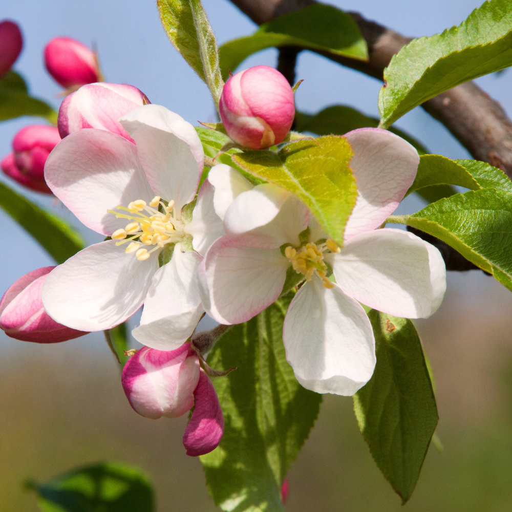 Pommier Jonagold en pleine floraison printanière, annonçant une future récolte de pommes juteuses et croquantes.