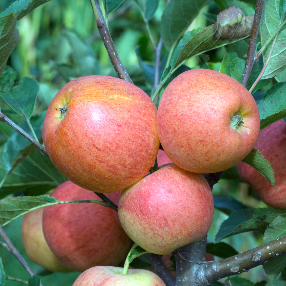 Pommes Melrose bien mûres, à la peau rouge foncé avec des nuances dorées, prêtes à être cueillies dans un verger ensoleillé.
