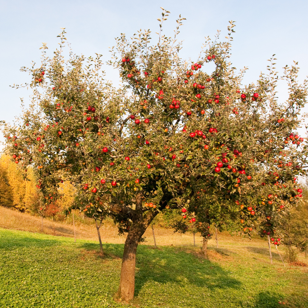 Pommier Melrose planté dans un sol fertile, produisant des fruits sucrés et légèrement acidulés, parfaits pour une consommation fraîche.
