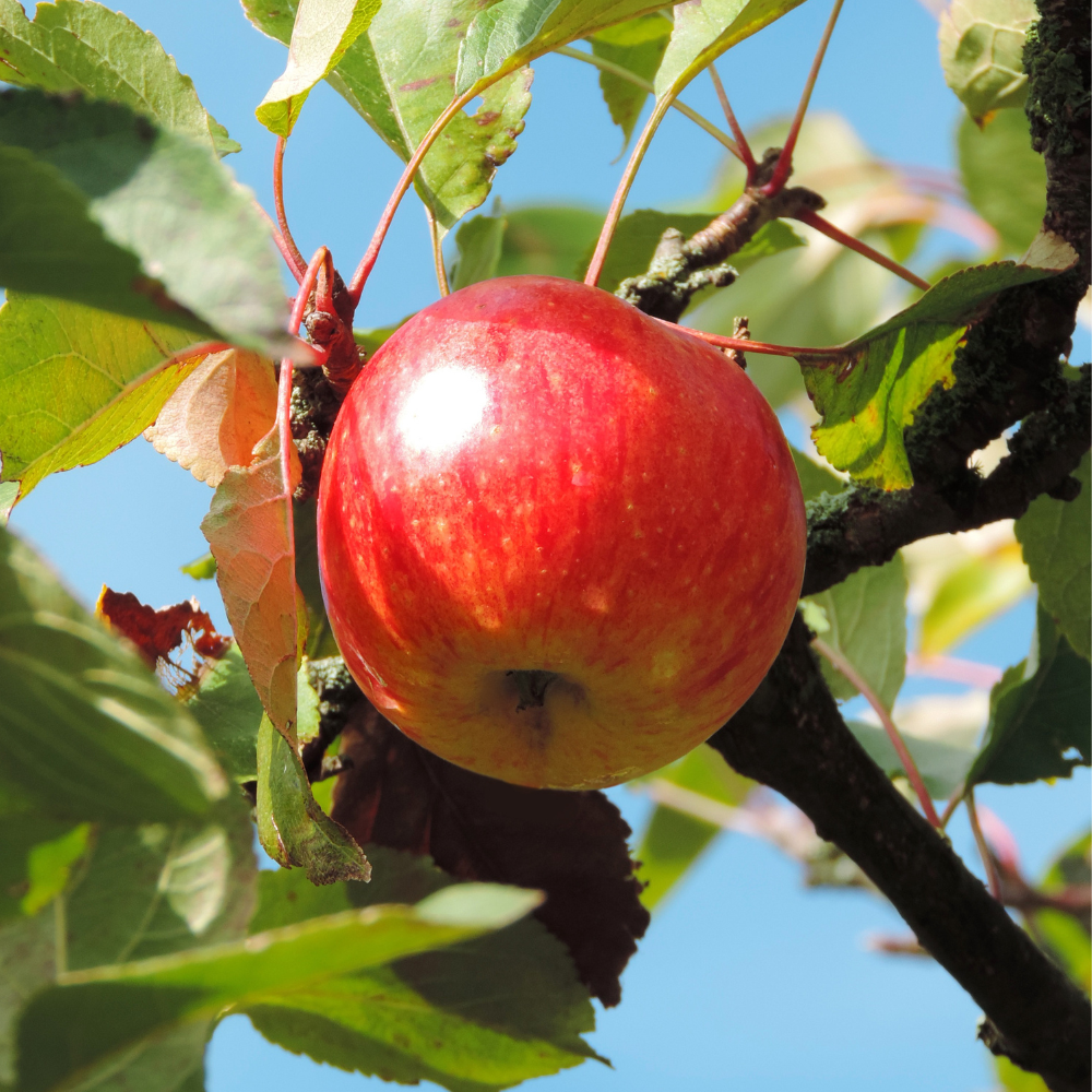 Pommes Reine des Reinettes bien mûres, à la peau rouge et jaune, prêtes à être cueillies dans un verger ensoleillé.
