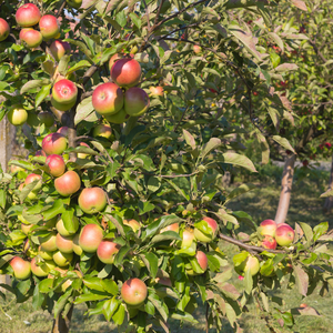 Pommier Reine des Reinettes planté dans un sol fertile, produisant des fruits sucrés et légèrement acidulés, parfaits pour la consommation fraîche.
