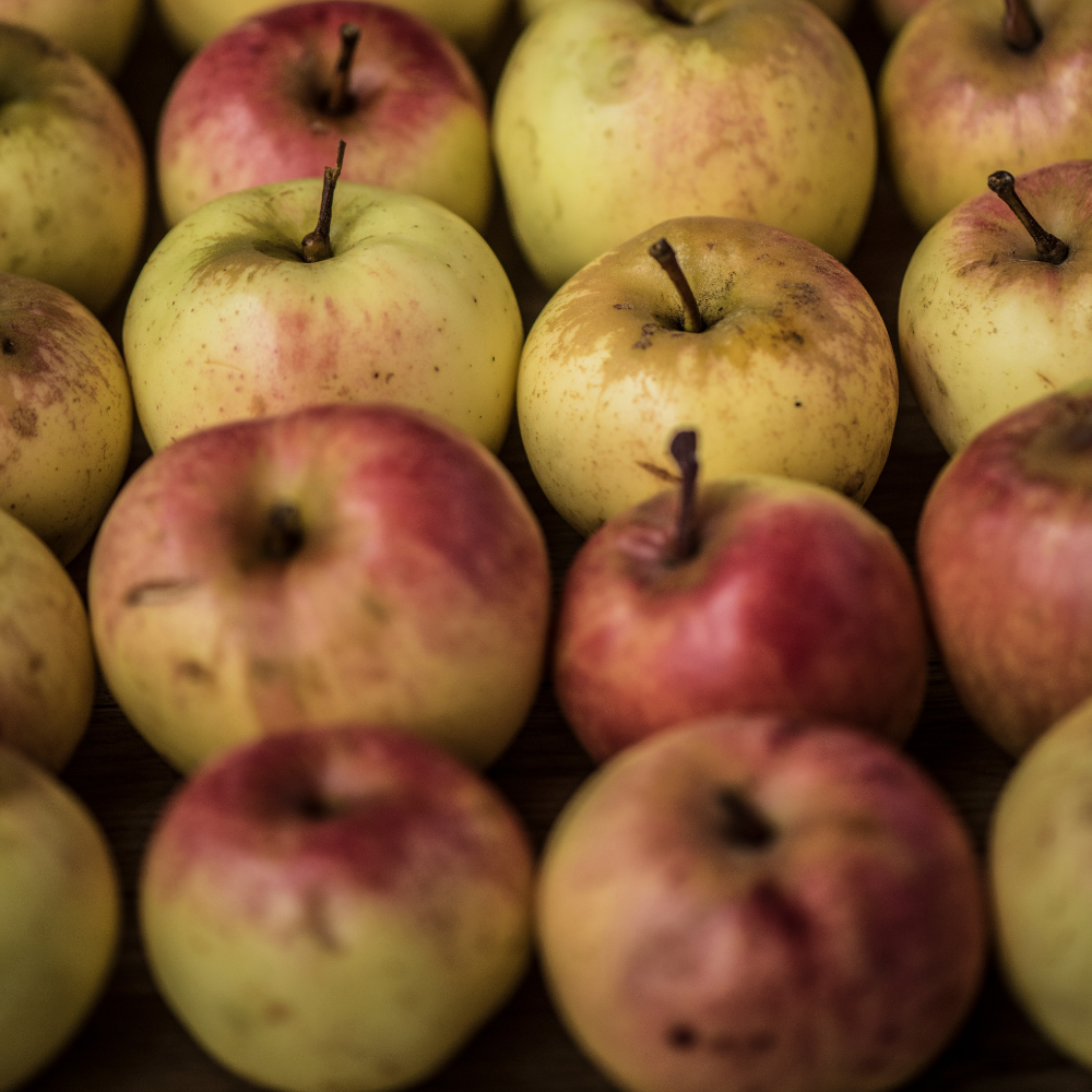 Récolte généreuse de pommes Reine des Reinettes, idéales pour des tartes, compotes et salades de fruits.
