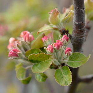 Pommier Reine des Reinettes en pleine floraison printanière, annonçant une future récolte de pommes juteuses et croquantes.
