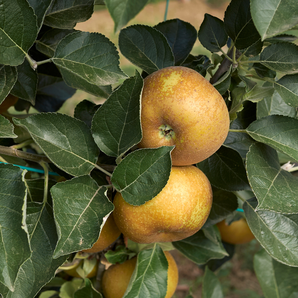 Pommes Reinette Grise du Canada bien mûres, à la peau brun-gris rugueuse, prêtes à être cueillies dans un verger ensoleillé.
